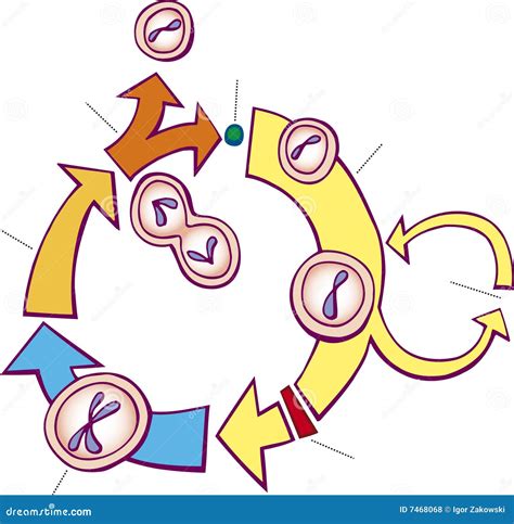 Mitosis Diagram Royalty Free Stock Photos - Image: 7468068