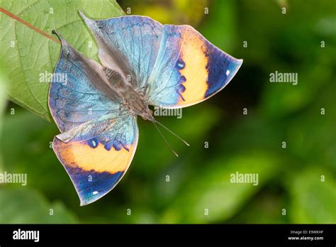 A Leafwing Butterfly Basking Stock Photo Alamy