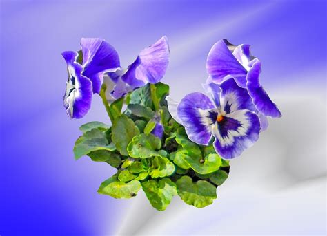 Pansy Flower Spring - Free photo on Pixabay