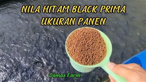 Budidaya Ikan Nila Hitam Black Prima Ukuran Panen Umur Bulan Youtube