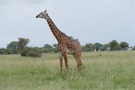 capture tanzania           reviews