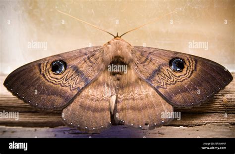 Australian Moth Shows Off Its Defense Mechanism Eyes On The Back Of