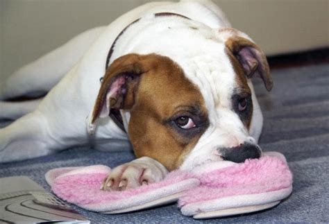 Symptoms of Fleas on Dogs | PetMD