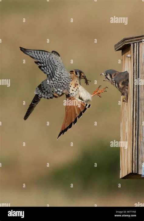 Sparrowhawk Flying Food Hi Res Stock Photography And Images Alamy