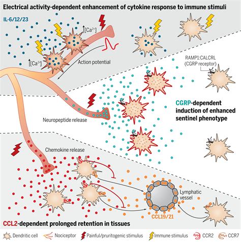 Multimodal Control Of Dendritic Cell Functions By Nociceptors Science