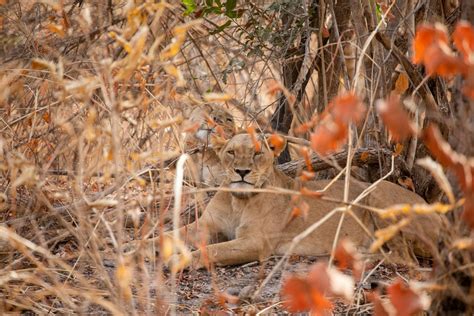 PARC NATIONAL DU NIOKOLO KOBA SÉNÉGAL Les cris dun phacochère