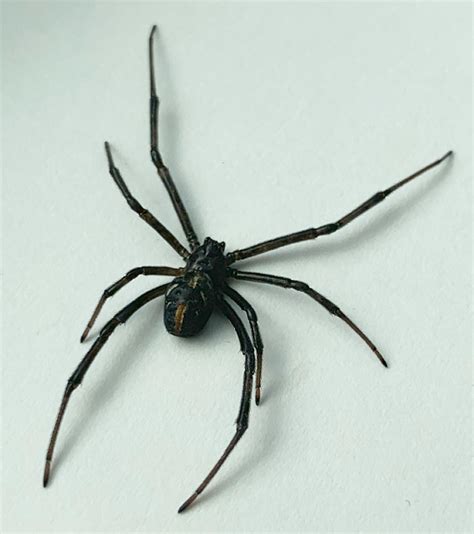 Black widow spider - PEST CONTROL CANADA