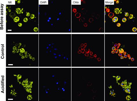 Confocal Laser Scanning Micrographs A Cells Before The Acidification