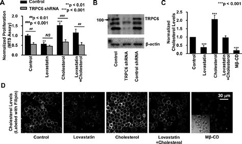 Lovastatin Inhibits Human B Lymphoma Cell Proliferation By Reducing