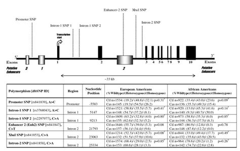 GLUT1 is located on chromosome 1p34.2. The genomic structure of GLUT1... | Download Scientific ...