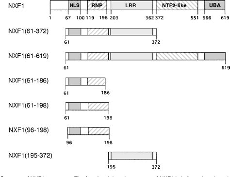 Figure 1 From An Element In The 3 Untranslated Region Of Human LINE 1