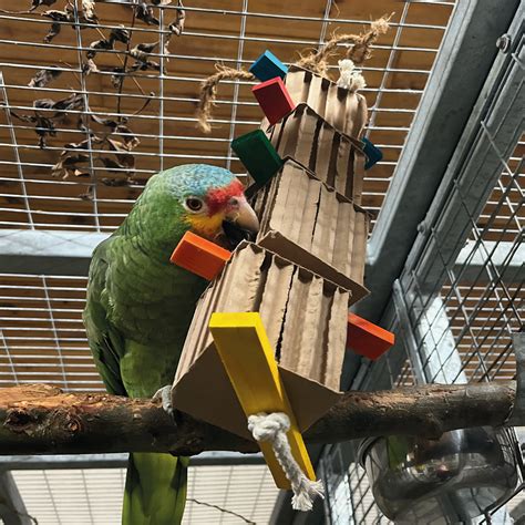 Parrot Toys | Safe & Interactive Toys for Parrots