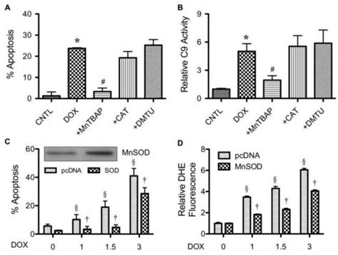 Mitochondrial Superoxide Mediates Doxorubicin Induced Keratinocyte