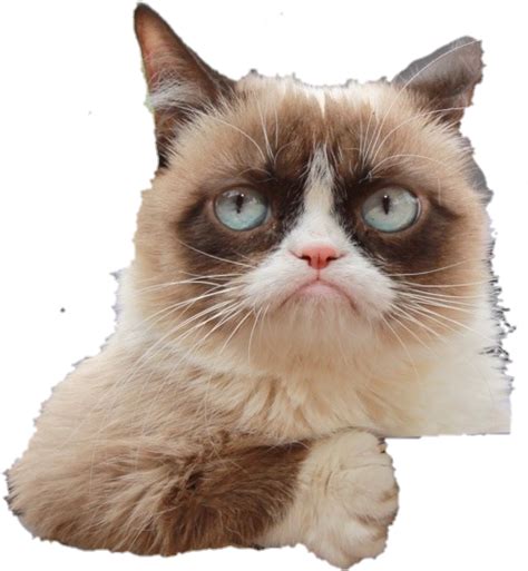 Download Grumpy Cat Sticker Grumpy Cat Full Size Png Image Pngkit