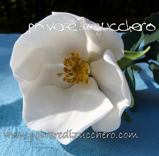 Rosa selvatica o Wild Rose ovviamente.... di zucchero!!! | Polvere di ...
