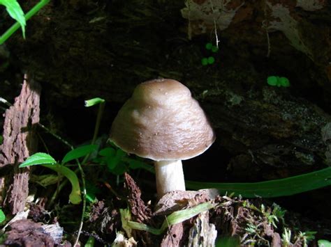 Pluteus Cervinus At Indiana Mushrooms