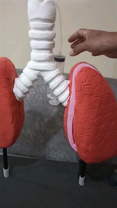 Maqueta De Pulmones Con Funcionamiento Maqueta Del Aparato