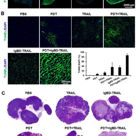 Ze IR700 Mediated PDT Increased Tumor Uptake And Apoptosis Induction Of