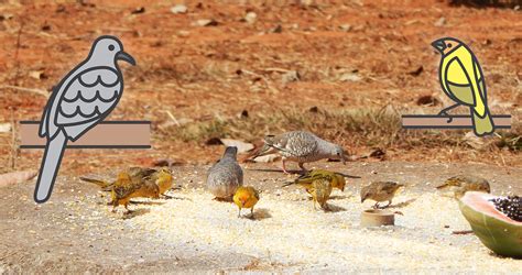 Pedro Machado - Cerrado Birds