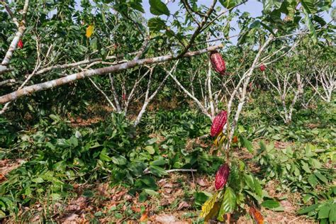 Cocoa Plantation Pod Plant In The Amazon Tropical Climate