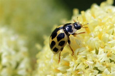 Propylea Quattuordecimpunctata A Spot Ladybird On Cotto Flickr