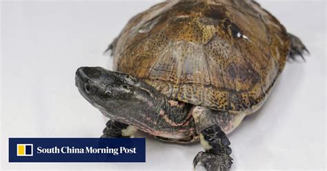 Drastic Decline In 3 Of Hong Kongs Freshwater Turtle Species Study