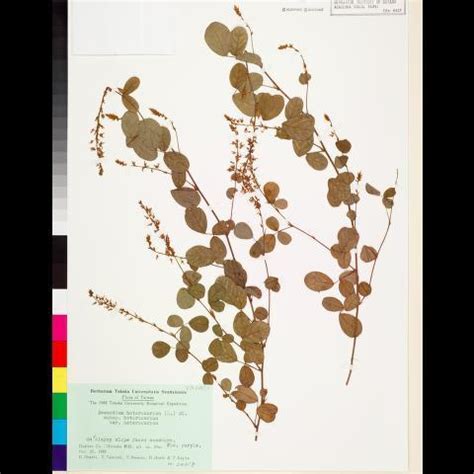 Desmodium Heterocarpon L Dc