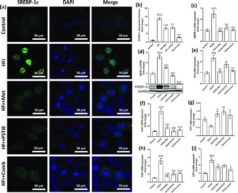 Combination Therapy Improved Srebp C Expression In Hfr Induced Hepg