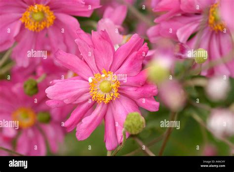 Anemone Hupehensis Var Japonica Pamina Japanese Anemone Stock Photo Alamy