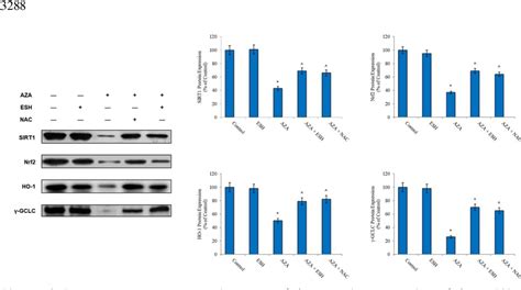 Figure 5 From L Ergothioneine Mitigates Azathioprine Induced