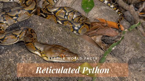 Top 10 Reticulated Python Facts The Longest Snake In The World