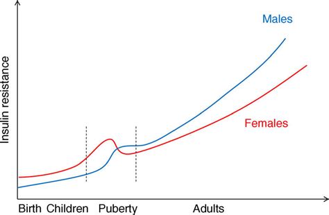 Sex Differences In Insulin Resistance Across The Life Span Adapted Download Scientific Diagram