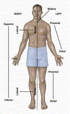 Anatomical Body Landmark for Nursing