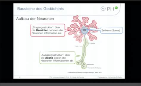 Lernpsychologie Neuropsychologie Flashcards Quizlet