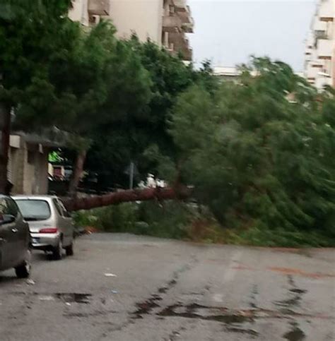 Reggio Calabria Citt In Ginocchio Per Il Maltempo Alberi Caduti