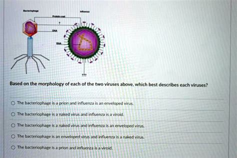 SOLVED Based On The Morphology Of Each Of The Two Viruses Above Which