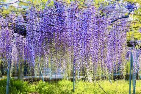 岩田神社の藤の花 香川の景観