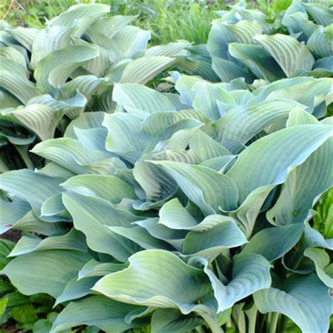 Hosta Krossa Regal Dorset Perennials