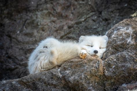 White Arctic Fox
