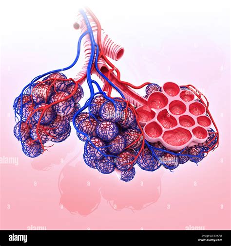 Lung Alveoli Anatomy And Labeled Diagram Getbodysmart