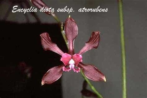 Orquideas Mexicanas Encyclia Atrorubens Encyclia Diota Subspatrorubens