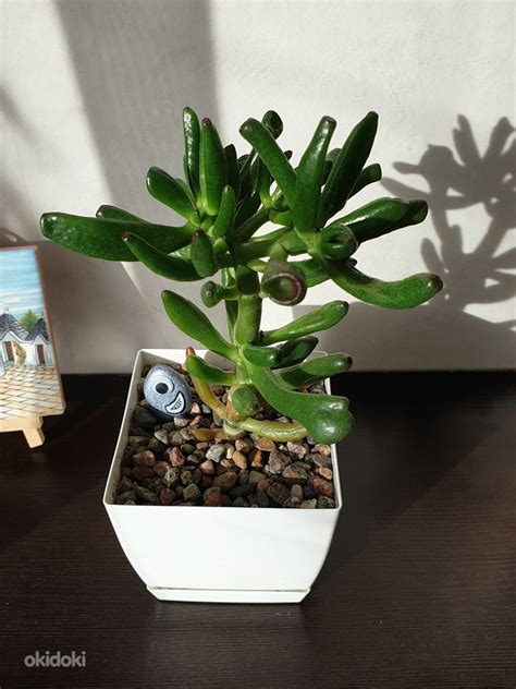 Суккулент Денежное дерево Крассула Голум в горшке - Tallinn - Сад и ...