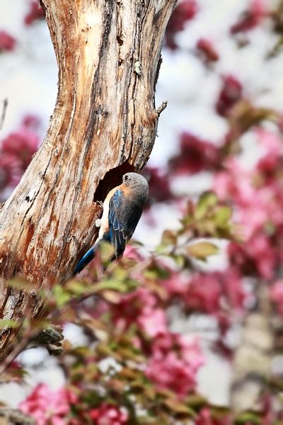 15 Common Birds in Georgia (with Pictures)