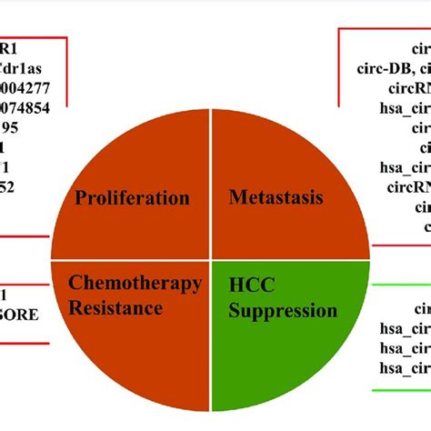 Representation Of Main Biological Functions Of Dysregulated Exosomal