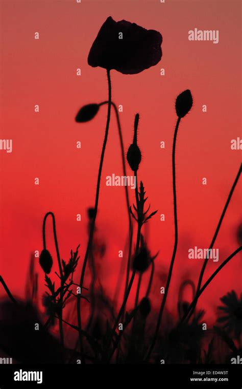 Poppy Field Silhouette