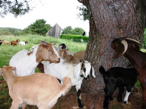 A Kiko Goat Farm: Raising Kiko goats