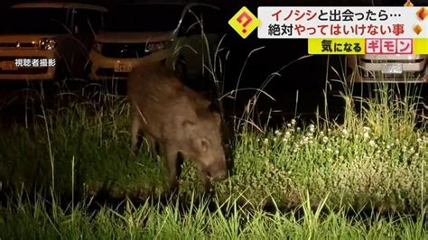 【絶対に威嚇しないでください】イノシシに遭遇したら“しゃがむ” 「木などの視界外に隠れる」も有効 宮崎市で目撃相次ぐ｜fnnプライムオンライン