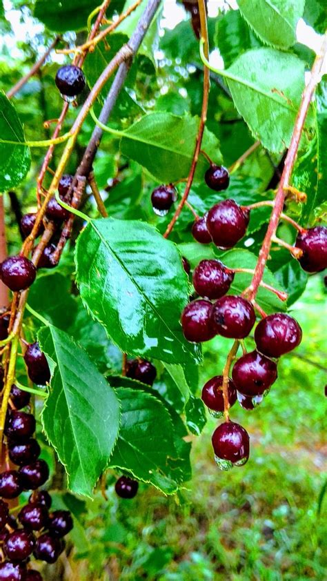 Плоды Черемухи Фото — Фото Картинки