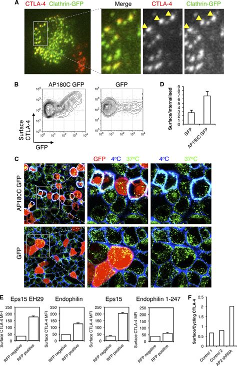 Clathrin Dependent Endocytosis Of Ctla 4 A Cho Cells Expressing