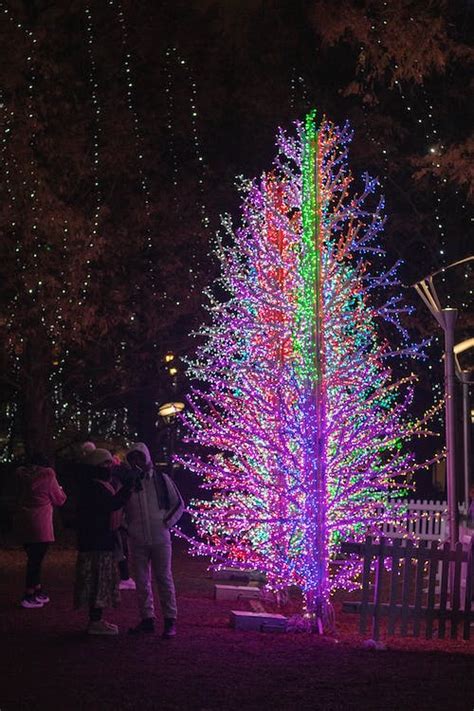 Colorful Tree Decorated with Christmas Lights · Free Stock Photo